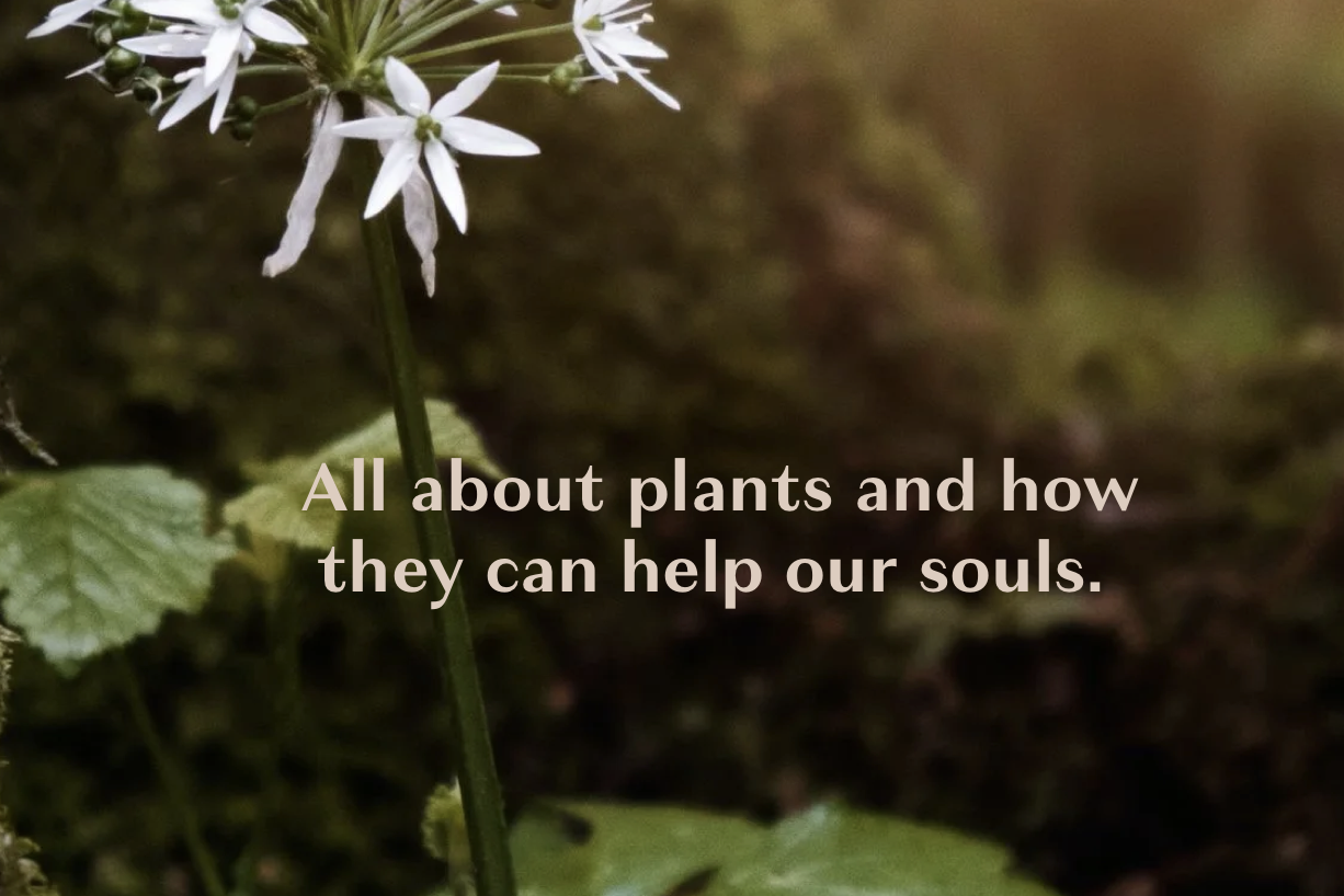 A mindful gardening day with the Botanic Shed School of Nature